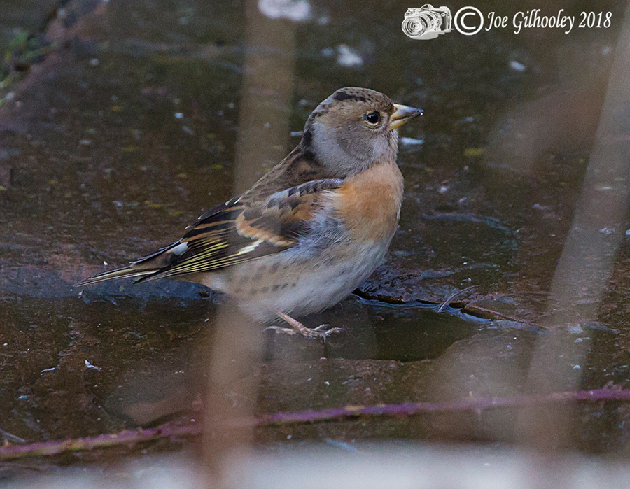 Female Brambling in our Garden