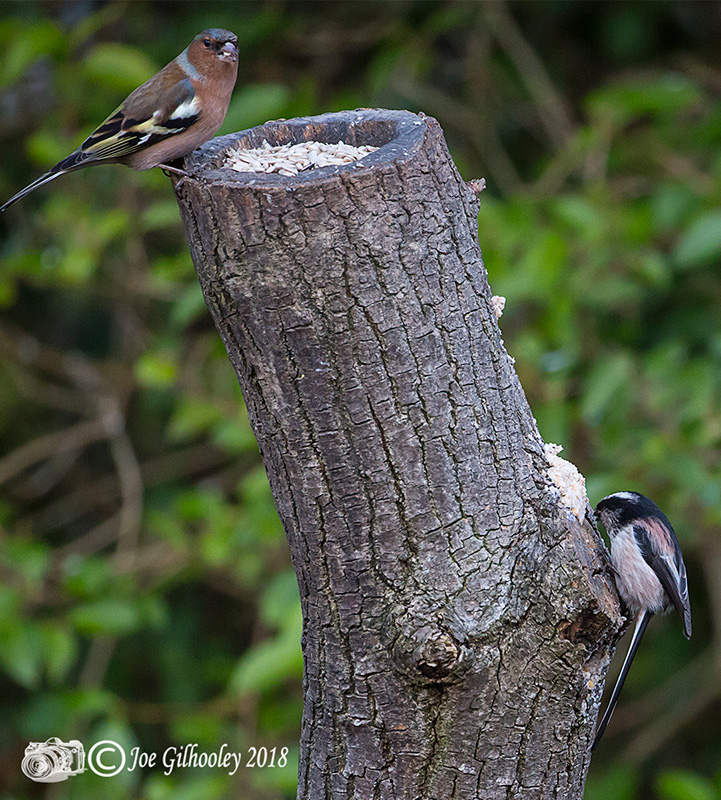 Male Chaffinch and a Long Tailed Tit in our Garden