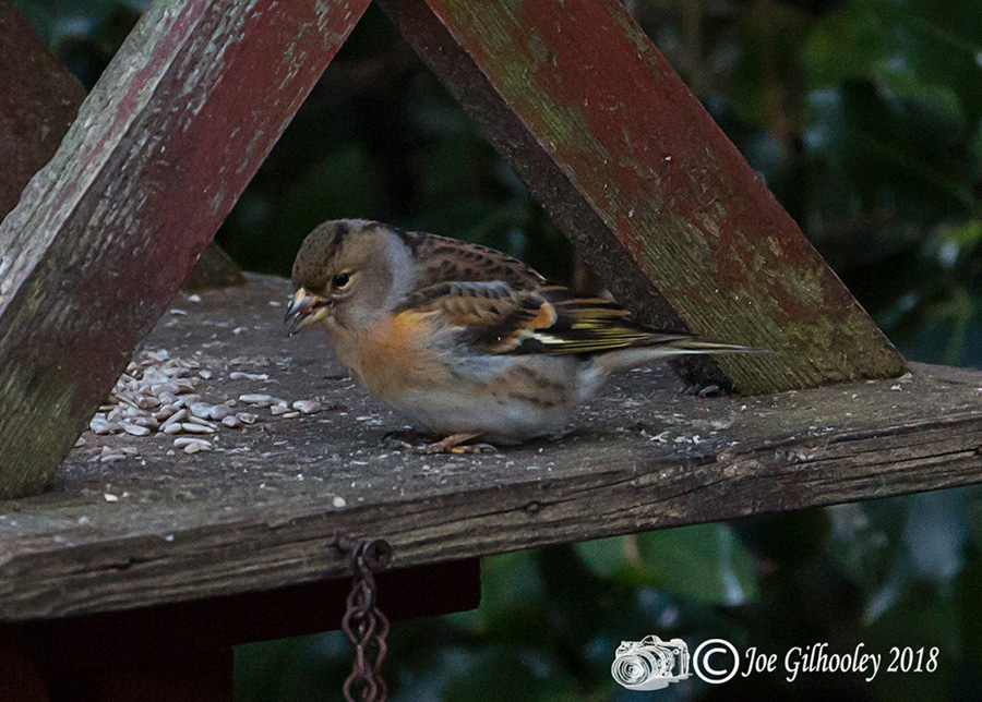 Female Brambling in our Garden