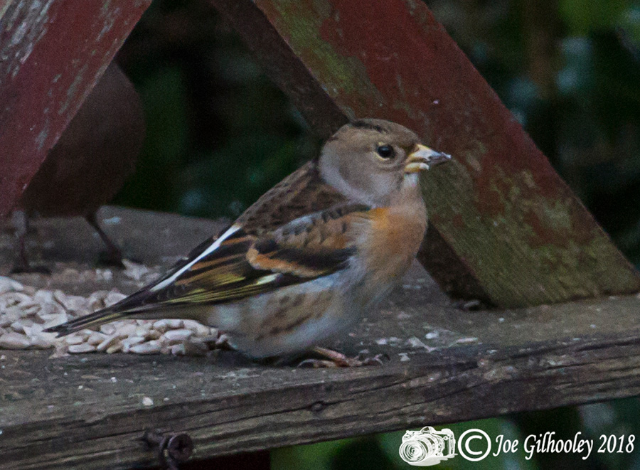 Female Brambling in our Garden