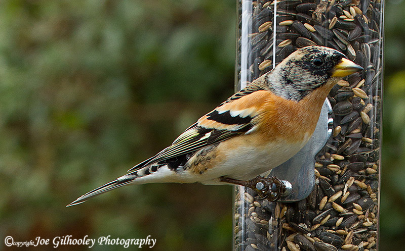 Male Brambling at feeder