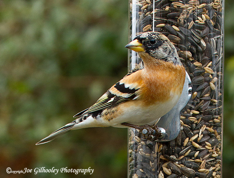 Male Brambling at feeder