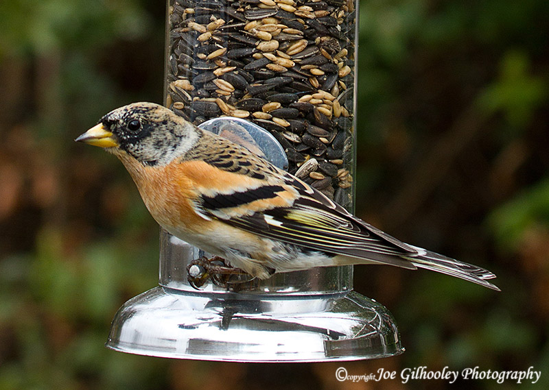 Male Brambling at feeder