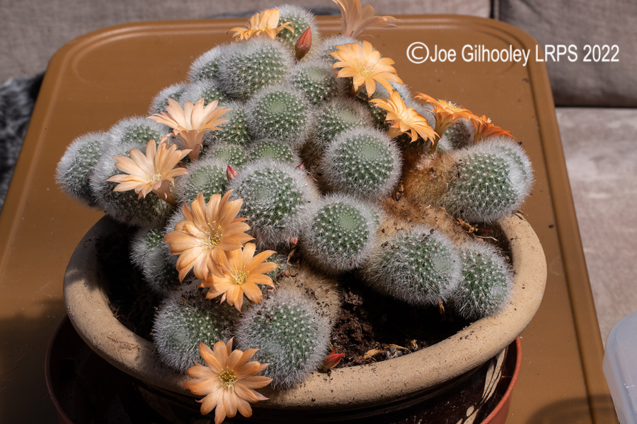 Rebutia Muscula Cactus Plant