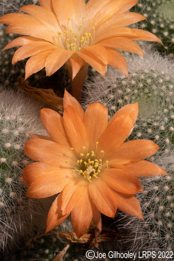 Rebutia Muscula Cactus Plant