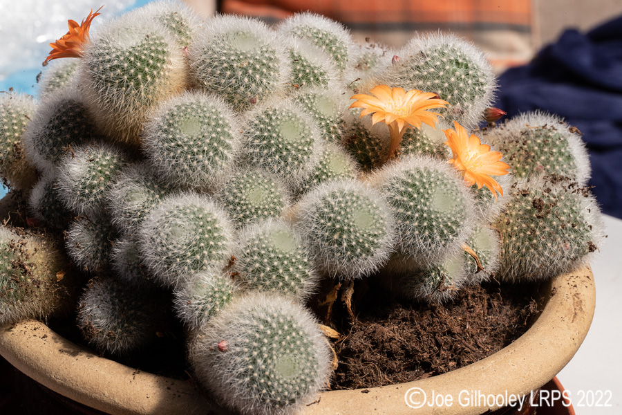 Rebutia Muscula Cactus Plant