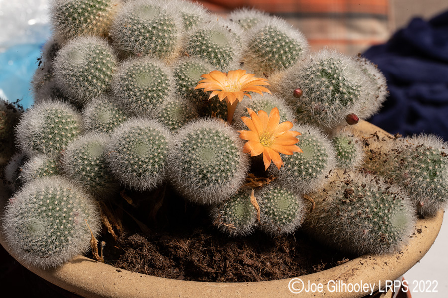 Rebutia Muscula Cactus Plant