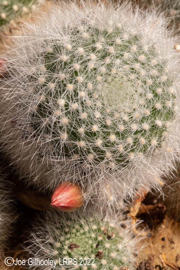 Rebutia Muscula Cactus Plant