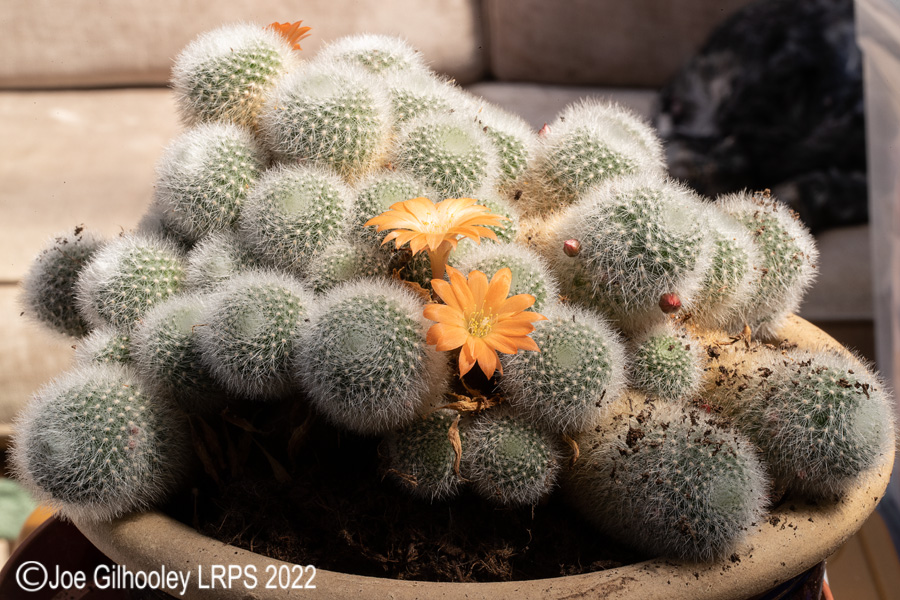 Rebutia Muscula Cactus Plant