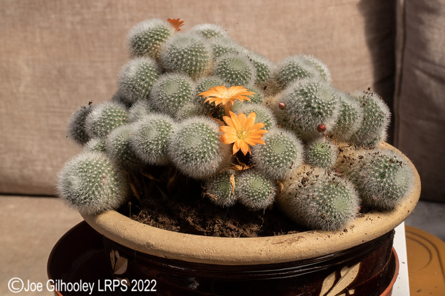 Rebutia Muscula Cactus Plant
