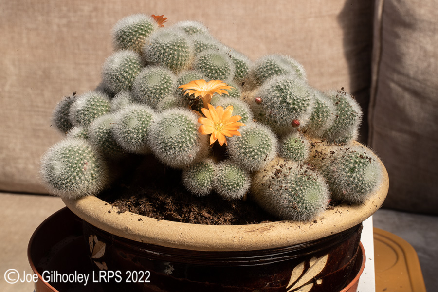 Rebutia Muscula Cactus Plant