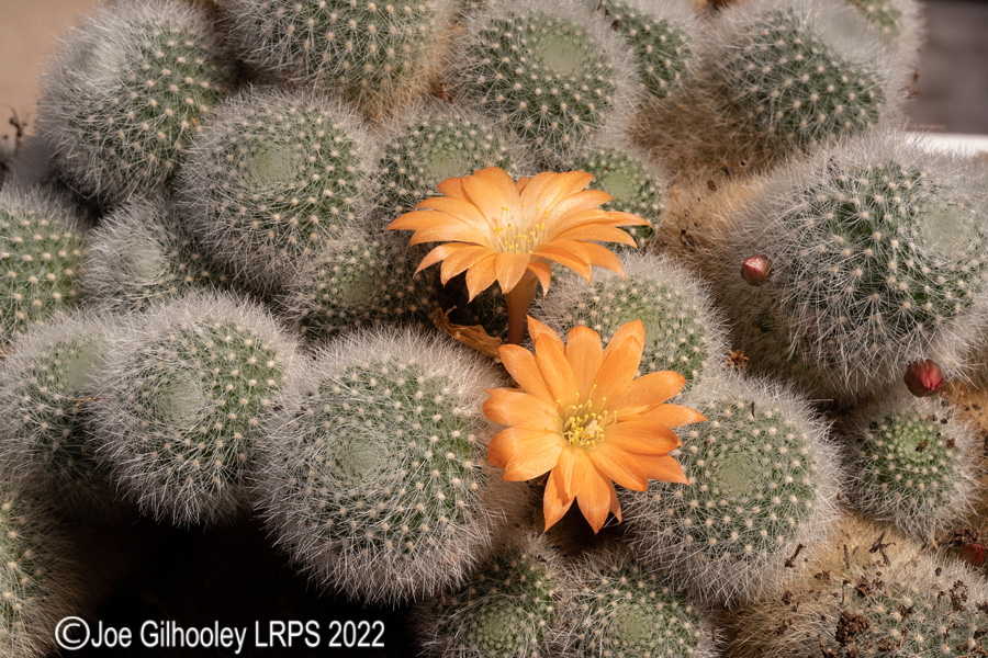 Rebutia Muscula Cactus Plant