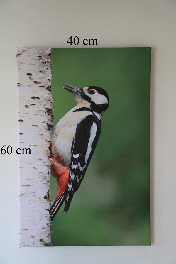 Woodpecker Canvas Print on wall