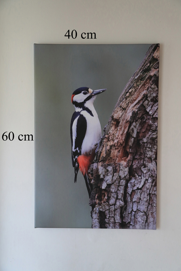 Woodpecker Canvas Print on wall