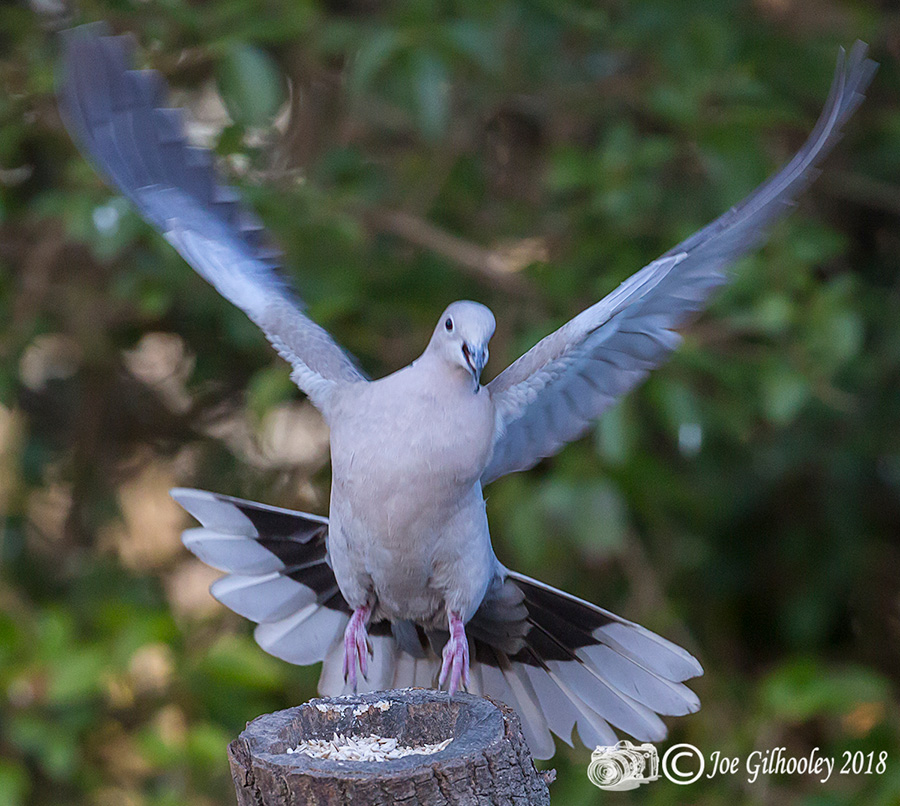 Collared Doves in our Garden Joe Gilhooley Photography