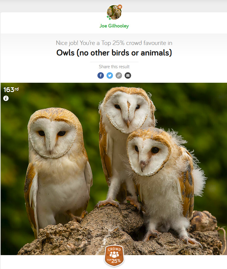 Owls (No other birds or Animals) - Photocrowd Competition