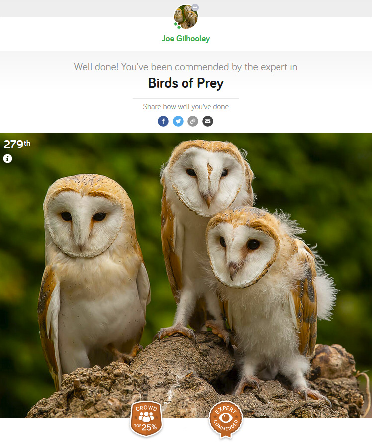 Birds of Prey - Photocrowd Competition