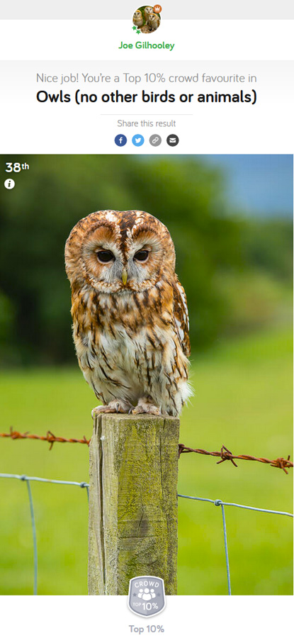 Owls (No other birds or Animals) - Photocrowd Competition