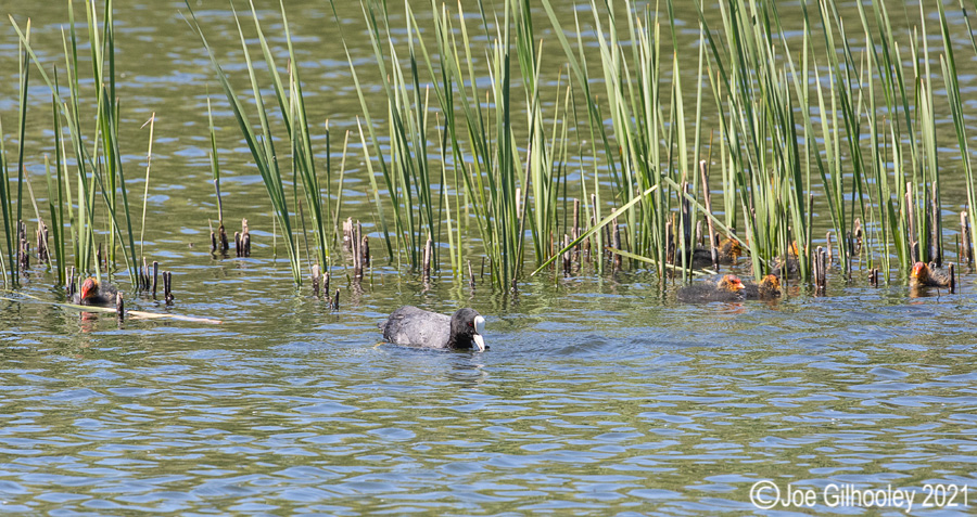 Coots and chicks at Straiton Nature Reserve