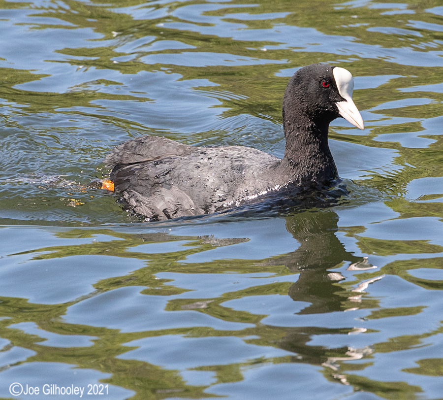 Coots and chicks at Straiton Nature Reserve