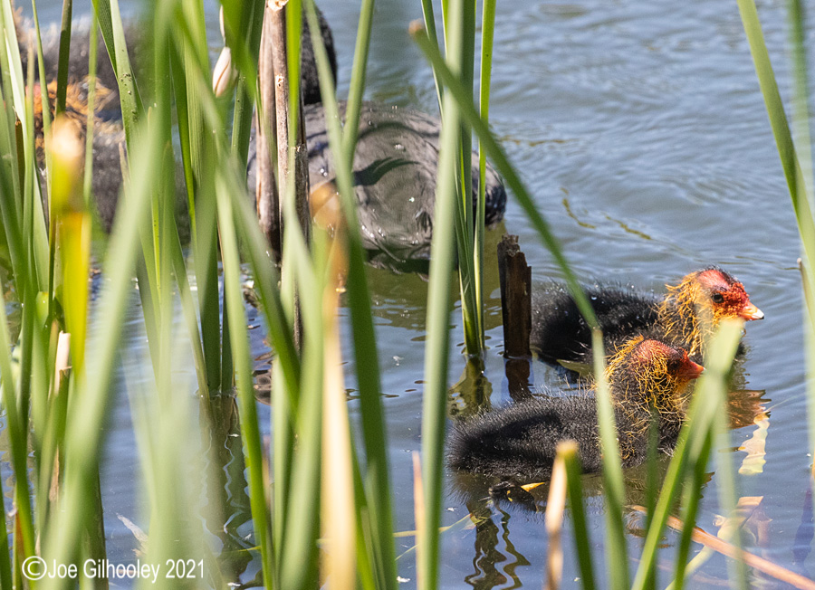 Coots and chicks at Straiton Nature Reserve