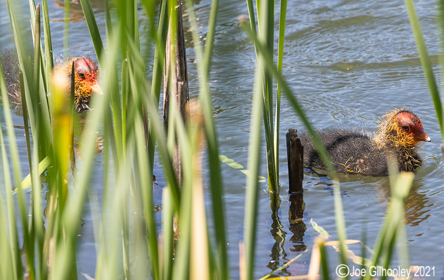 Coots and chicks at Straiton Nature Reserve