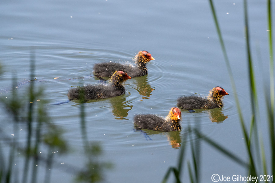 Coots and chicks at Straiton Nature Reserve