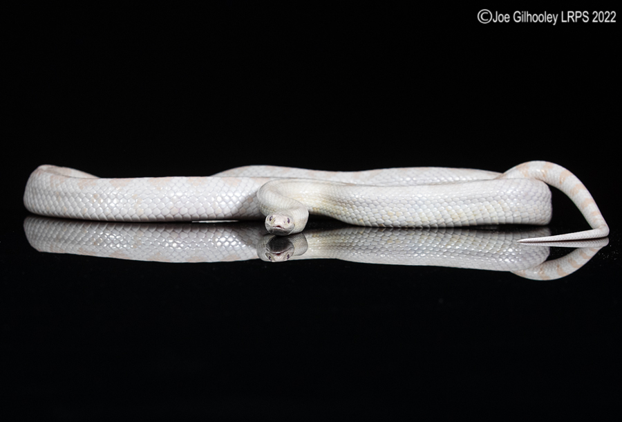 Corn Snake reflections 5th October 2022