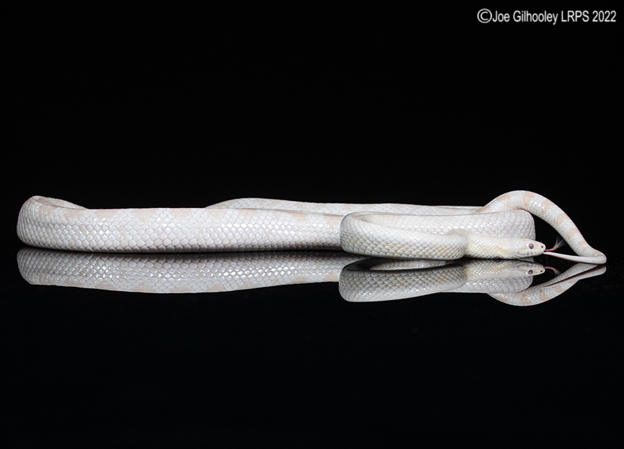 Corn Snake reflections 5th October 2022