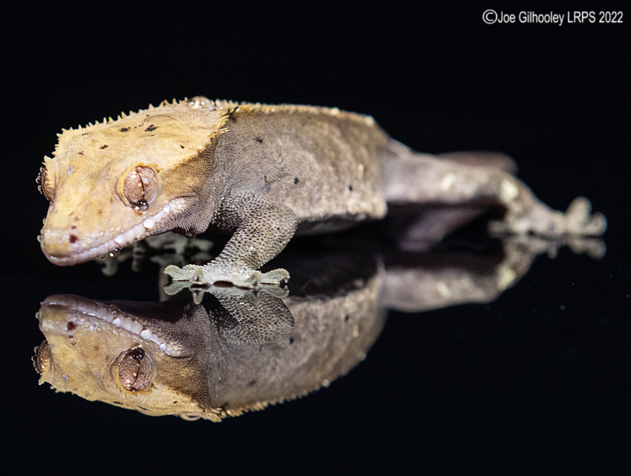 Crested Gecko 5th October 2022