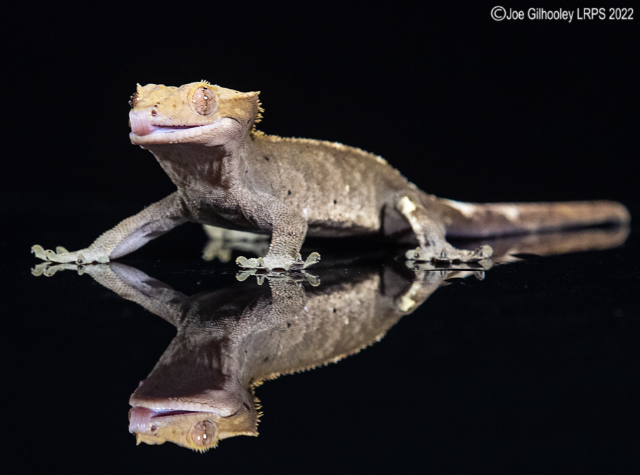 Crested Gecko 5th October 2022