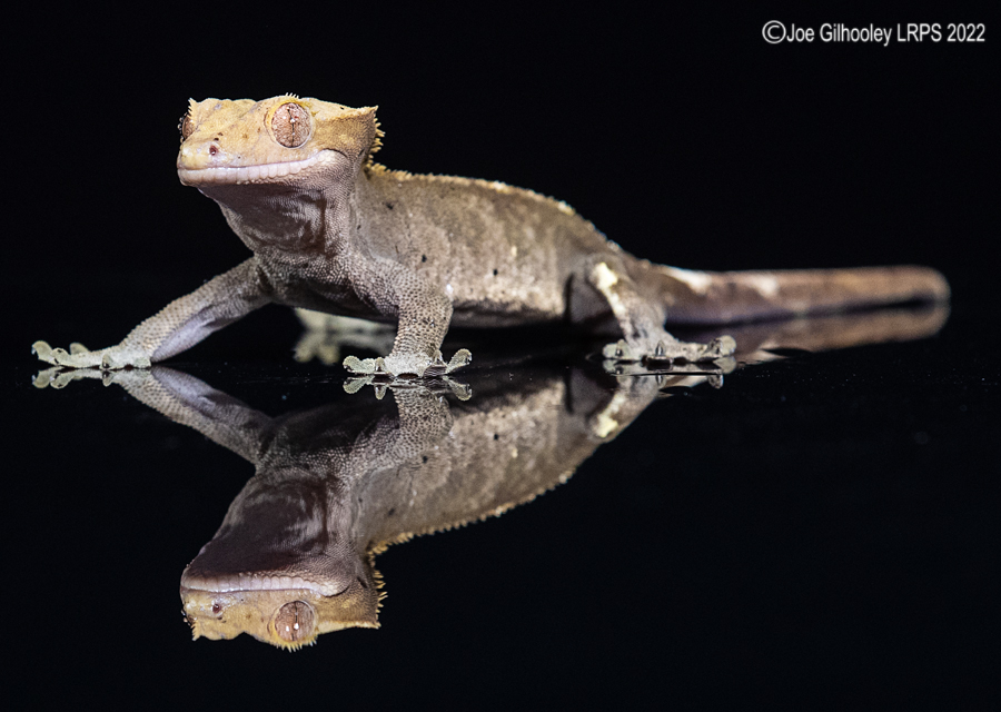 Crested Gecko 5th October 2022