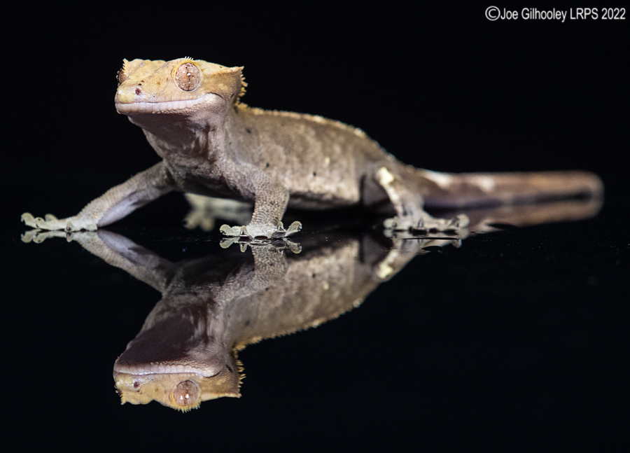 Crested Gecko 5th October 2022