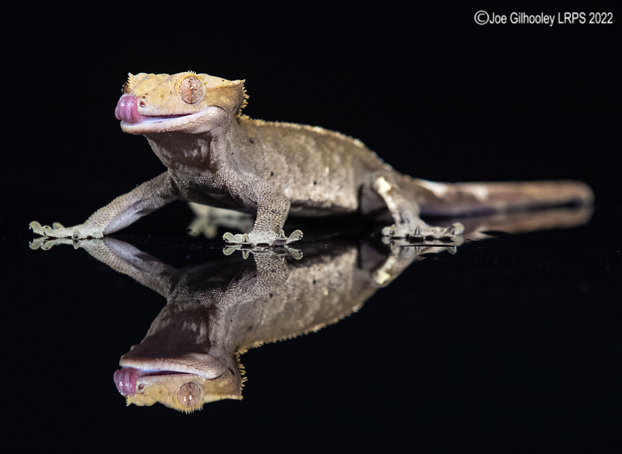 Crested Gecko 5th October 2022