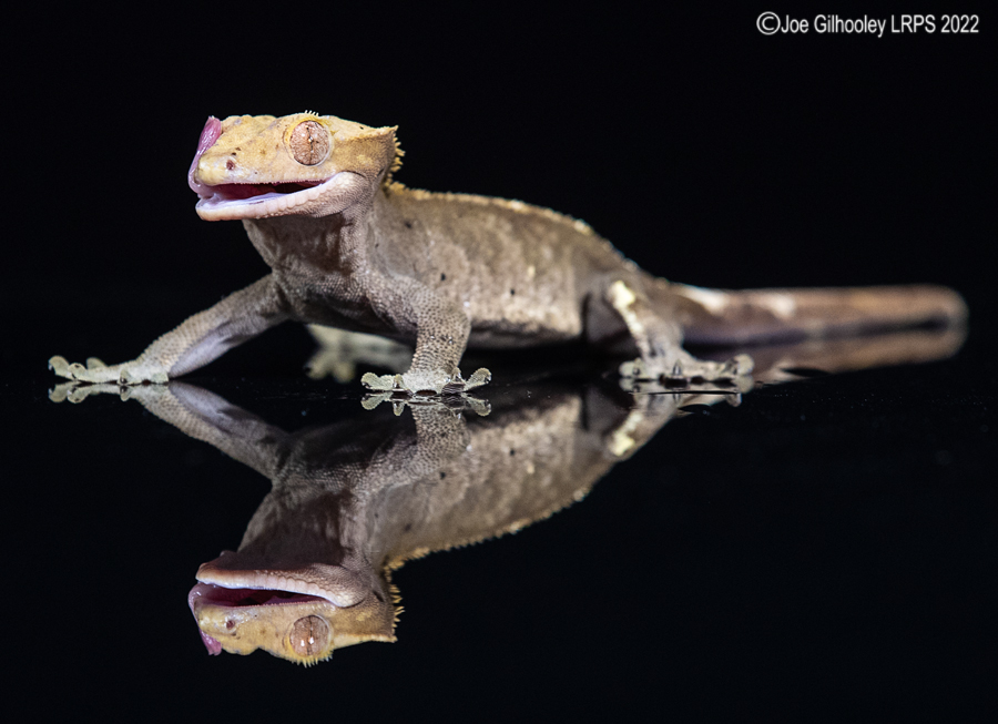 Crested Gecko 5th October 2022