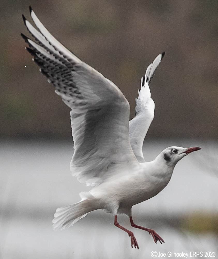 Culzean Castle - Swan Pond