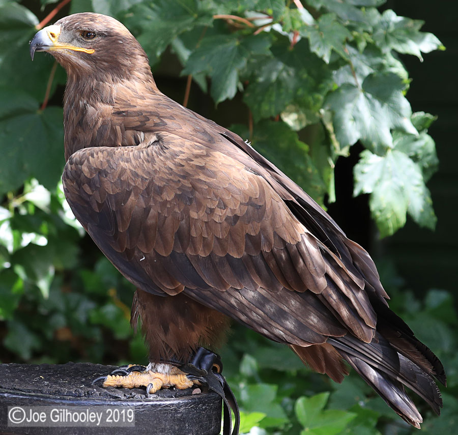 Birds of Prey - Falconry Scotland