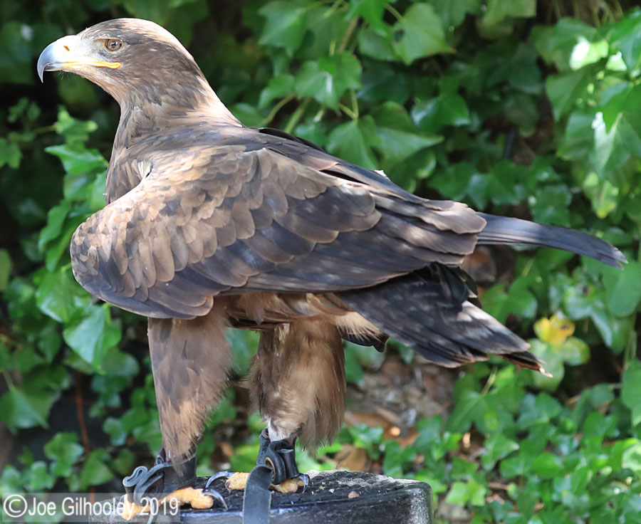 Birds of Prey - Falconry Scotland