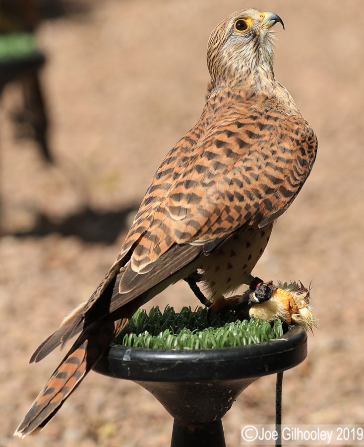 Birds of Prey - Falconry Scotland