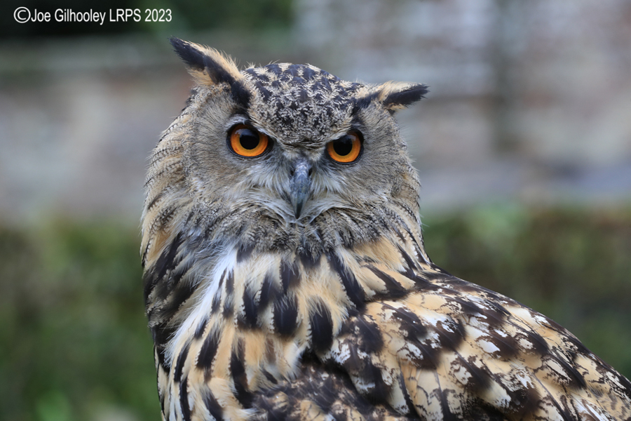 Eagle Owl