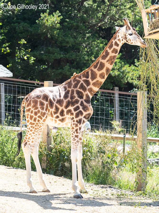 Edinburgh Zoo - Giraffes