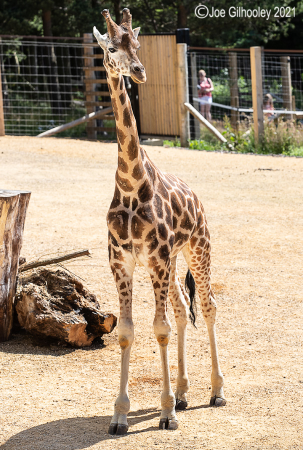Edinburgh Zoo Giraffes Joe Gilhooley Photography