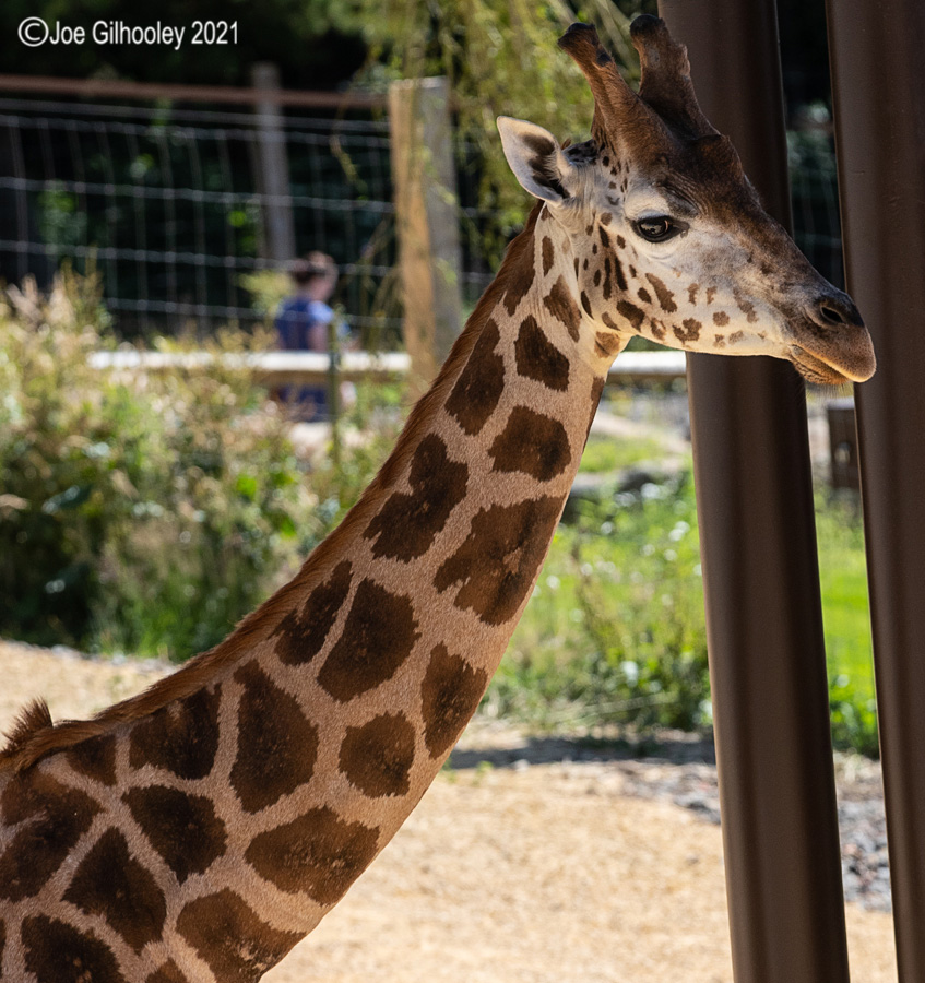 Edinburgh Zoo - Giraffes