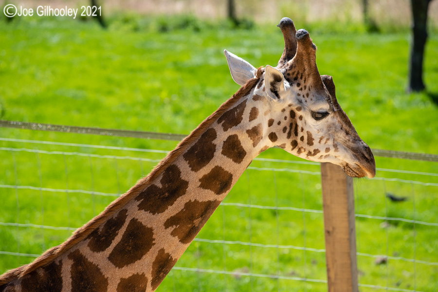 Edinburgh Zoo - Giraffes