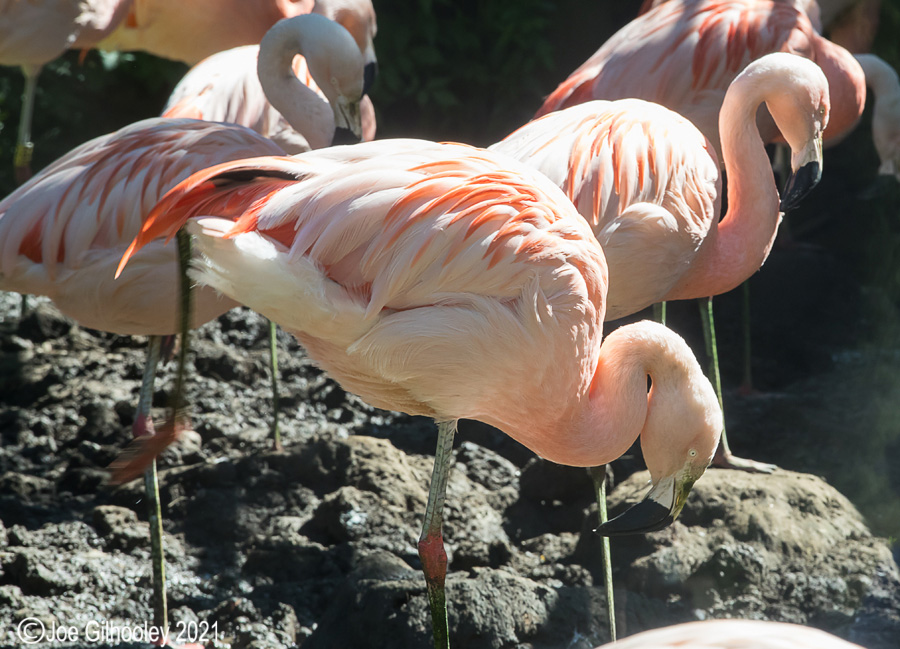 Edinburgh Zoo - Miscellaneous photos 