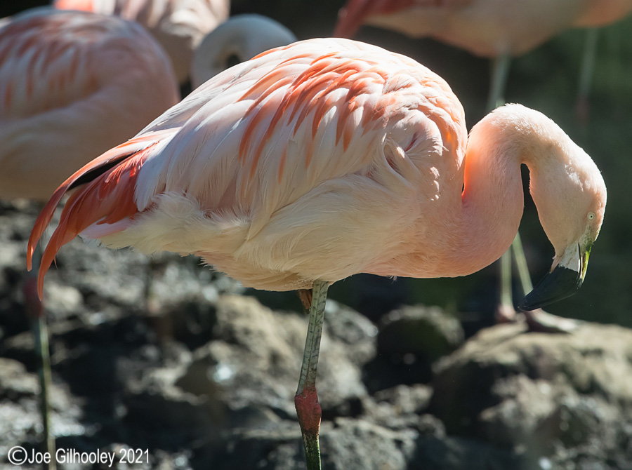 Edinburgh Zoo - Miscellaneous photos 