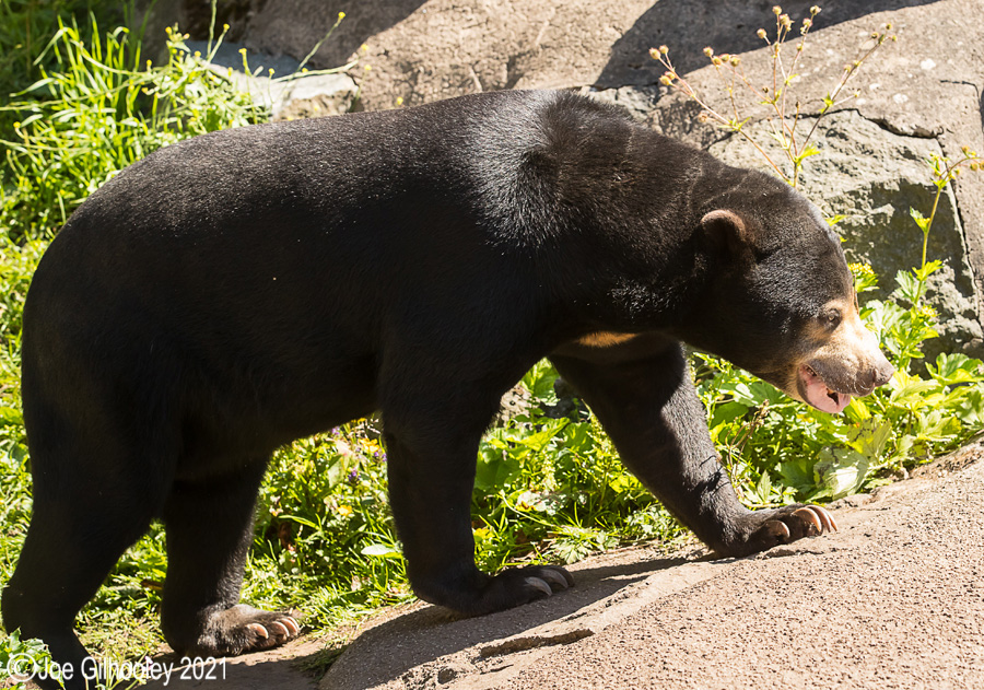 Edinburgh Zoo - Miscellaneous photos 
