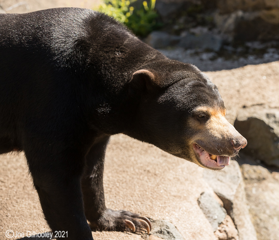 Edinburgh Zoo - Miscellaneous photos 