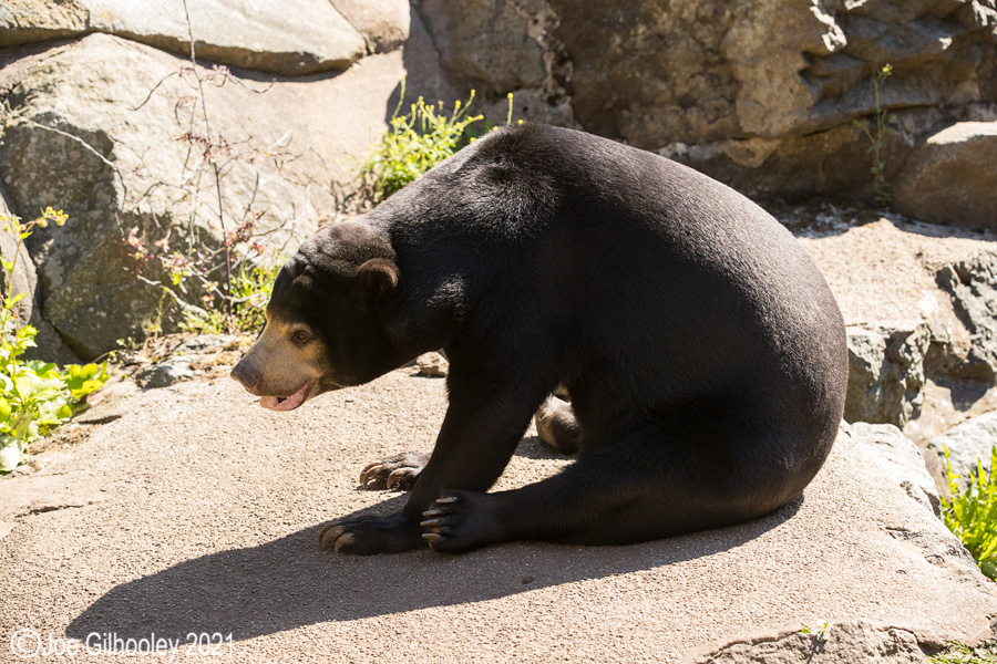 Edinburgh Zoo - Miscellaneous photos 