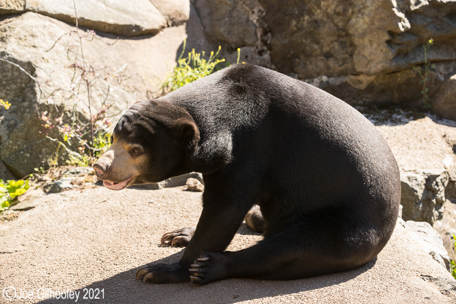 Edinburgh Zoo - Miscellaneous photos 